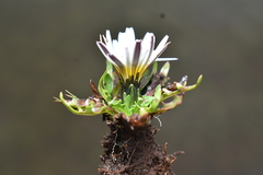 Hypochaeris taraxacoides, photograph (c) Jhon A. Yuca-Palomino, some rights reserved (CC BY)