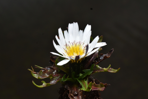 Hypochaeris taraxacoides, photograph 6