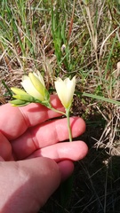 Geissorhiza imbricata