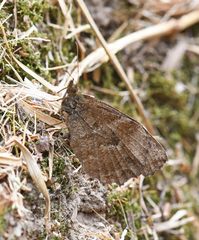 Panyapedaliodes drymaea