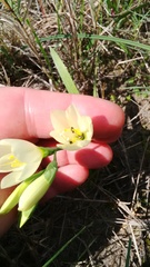 Geissorhiza imbricata