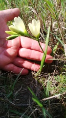 Geissorhiza imbricata