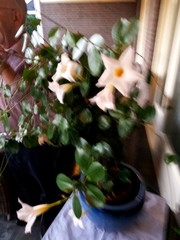 Magnoliopsida