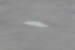 Scardinius hesperidicus