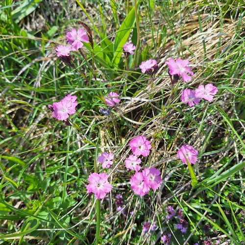 Dianthus nitidus, photograph 1