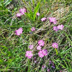 Dianthus nitidus, photograph (c) Marek Hrušovský, some rights reserved (CC BY)