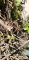 Oxyagrion terminale