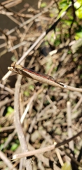 Oxyagrion terminale