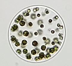 Pleodorina