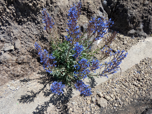 Wand Bugloss (Echium thyrsiflorum)