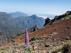 Echium perezii