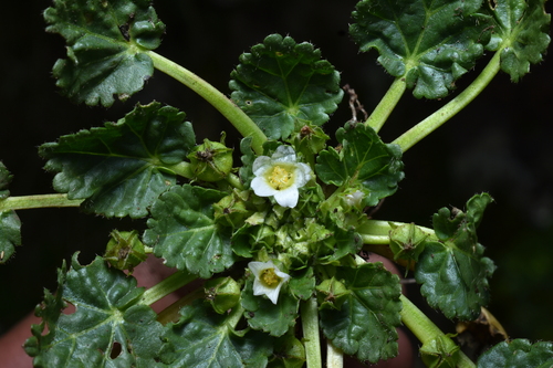 Acaulimalva rhizantha (Acaulimalva rhizantha)