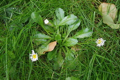 Bellis perennis