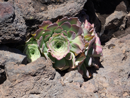 Aeonium aureum