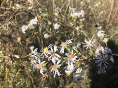 Symphyotrichum hallii