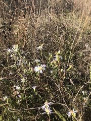 Symphyotrichum hallii