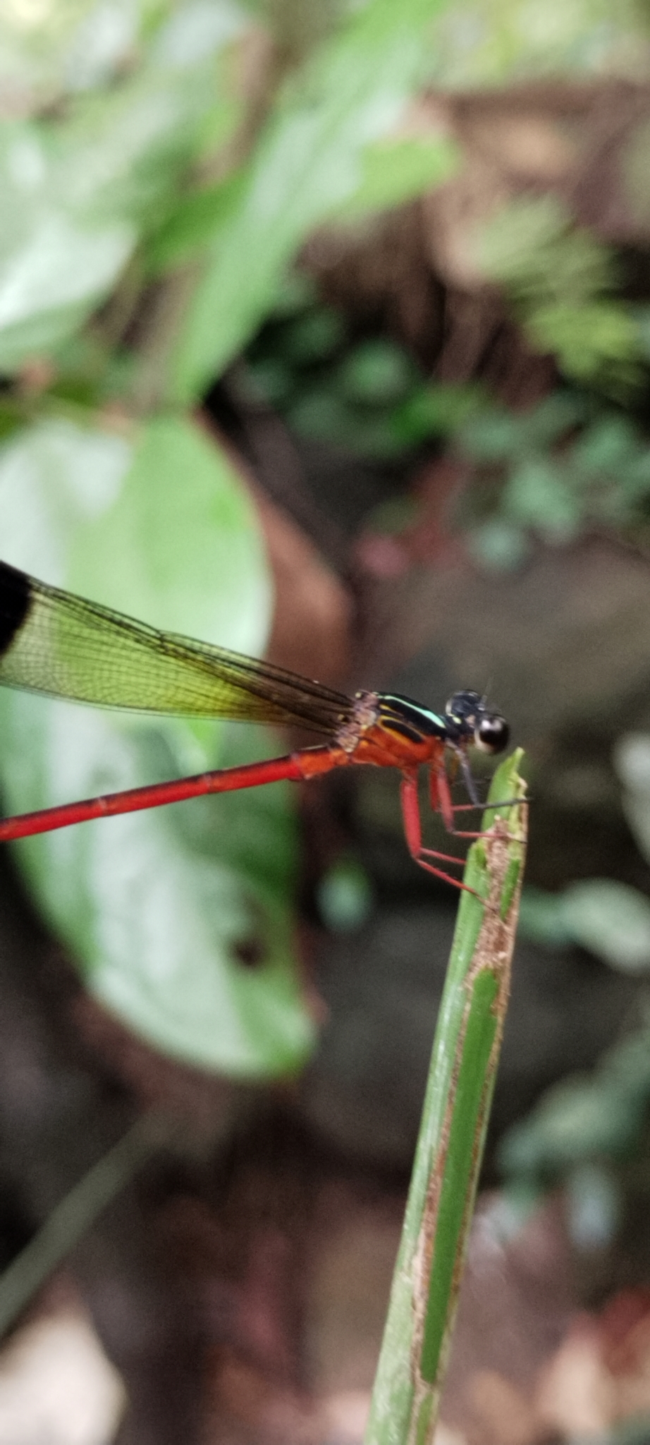 Malabar Satinwing
