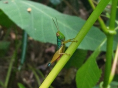 Caryanda spuria
