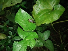 Chlaenius bioculatus