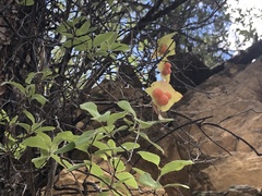 Lonicera arizonica