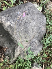 Desmodium batocaulon