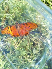 Dione vanillae maculosa