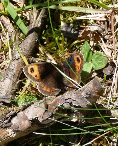 Autumn Ringlet