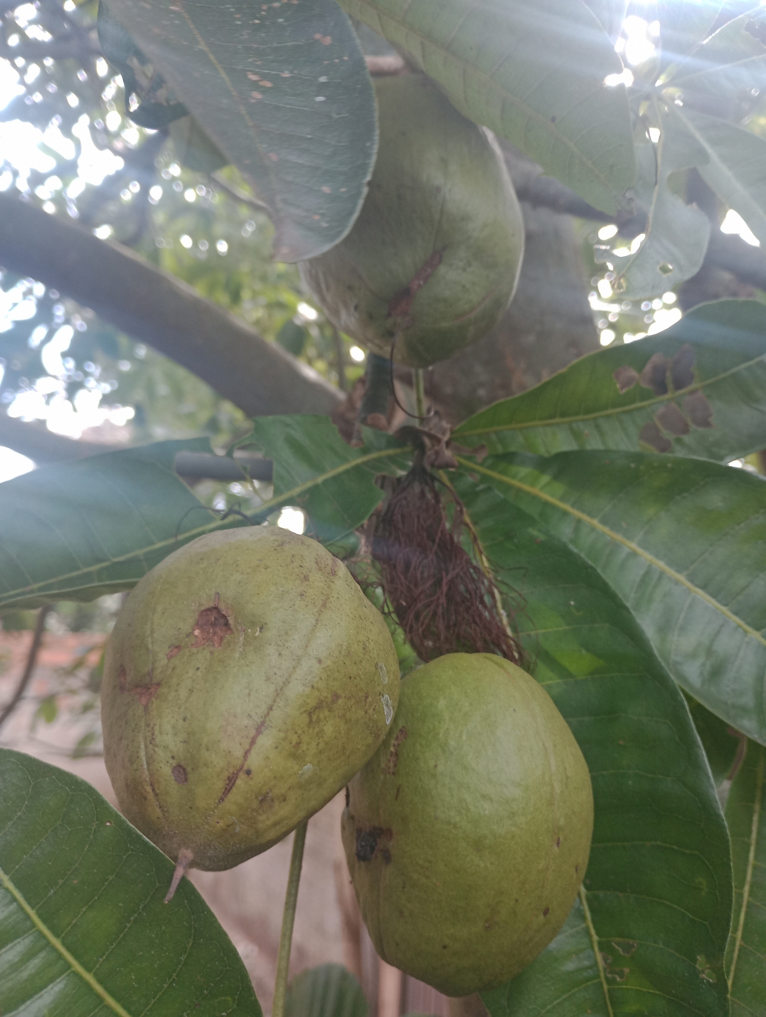 Pachira glabra