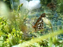 Dione vanillae maculosa