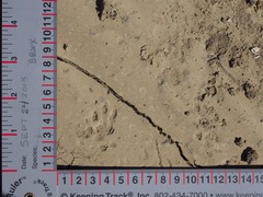 Cynomys gunnisoni