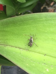 Leptoglossus clypealis