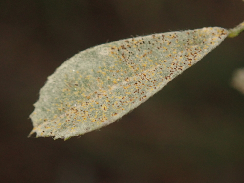 Erysiphe medicaginis