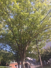 Zelkova