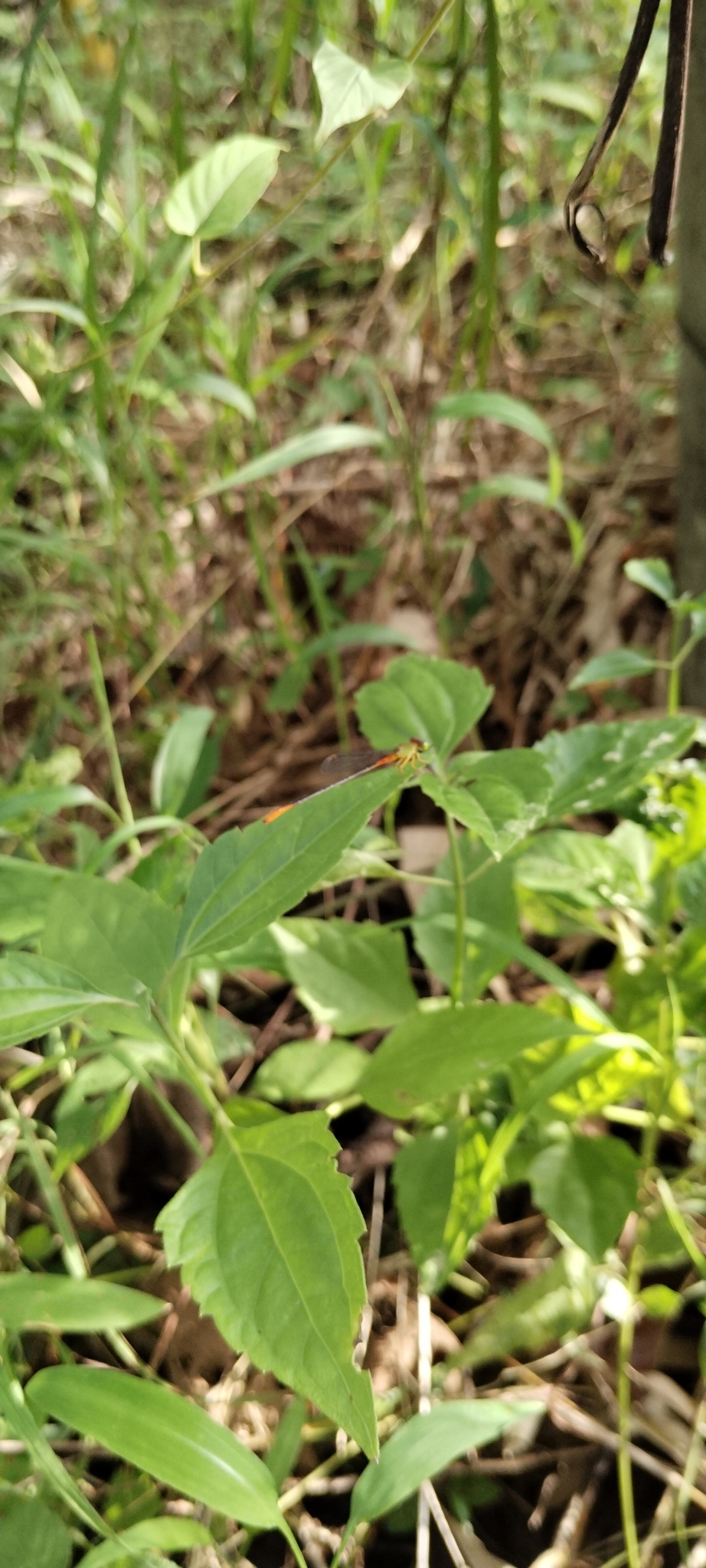 Orange-Tailed Marsh Dart