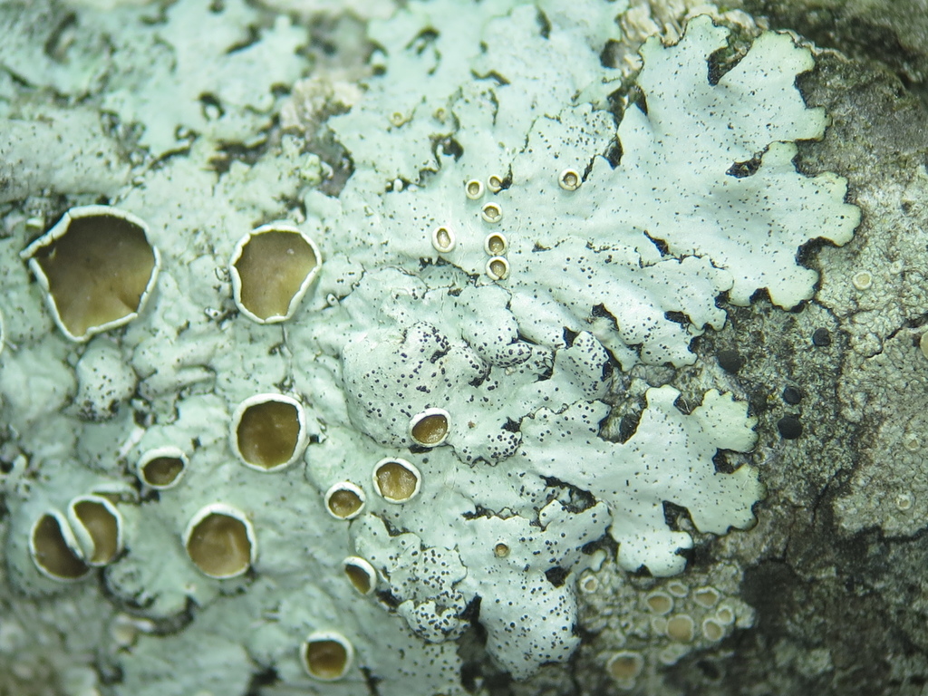 Bulbothrix atrichella