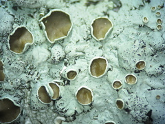 Bulbothrix atrichella