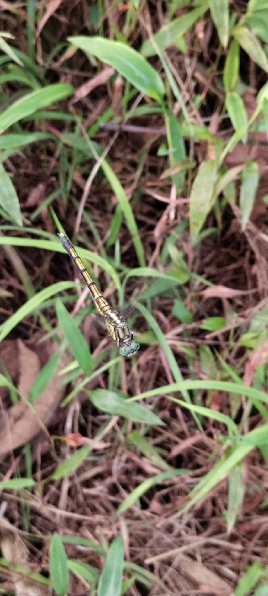 Marsh Skimmer