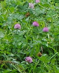 Trifolium pratense