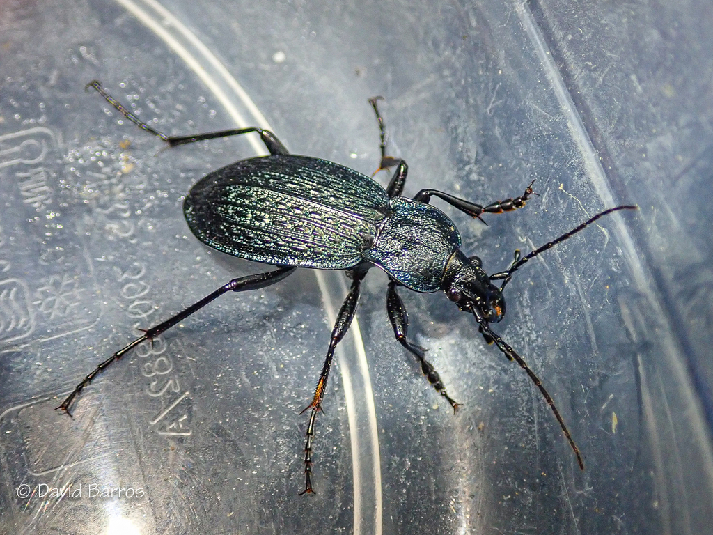 Carabus rugosus