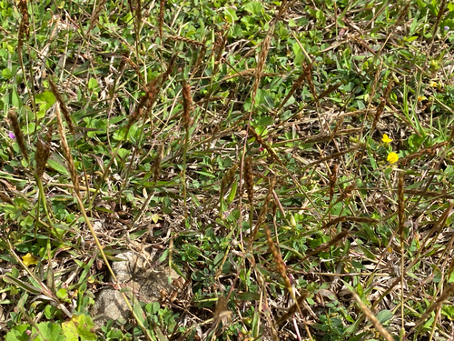 Polytrias indica observed 2025-06-06