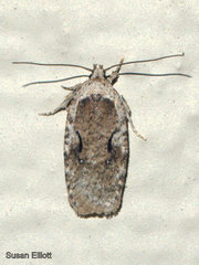 Agonopterix curvilineella