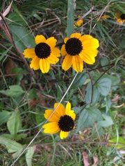 Sanvitalia procumbens