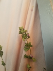 Clinopodium carolinianum
