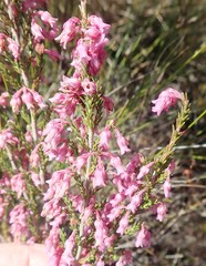 Erica acuta