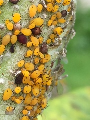 Aphis nerii