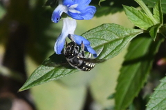 Anthidium maculosum
