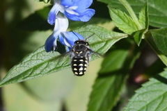 Anthidium maculosum