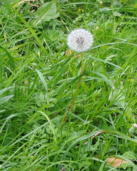 Taraxacum officinale