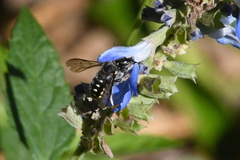 Anthidium maculosum