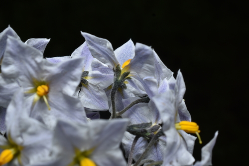 Solanum cochabambense, photograph 2